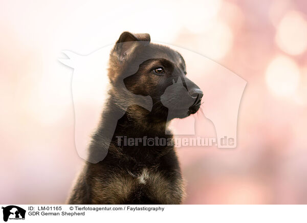 GDR German Shepherd / LM-01165