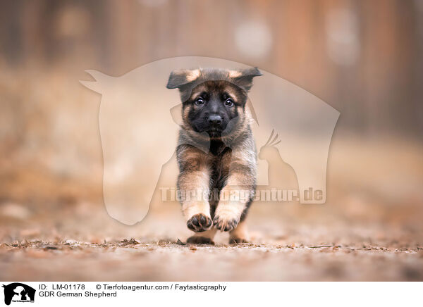 GDR German Shepherd / LM-01178
