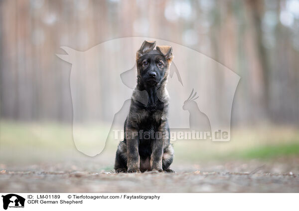 GDR German Shepherd / LM-01189