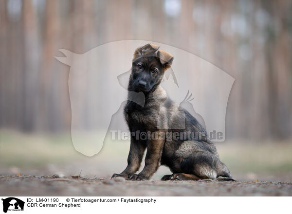 GDR German Shepherd / LM-01190