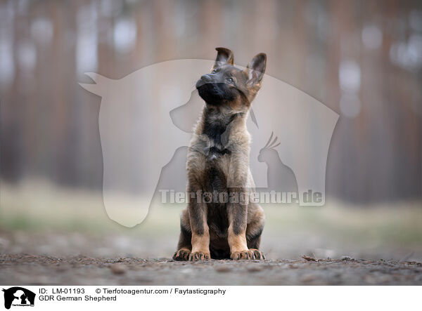GDR German Shepherd / LM-01193
