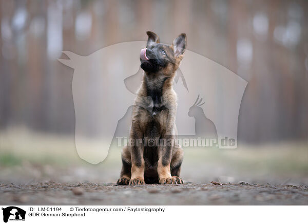 GDR German Shepherd / LM-01194