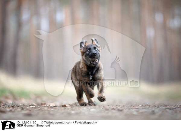 GDR German Shepherd / LM-01195