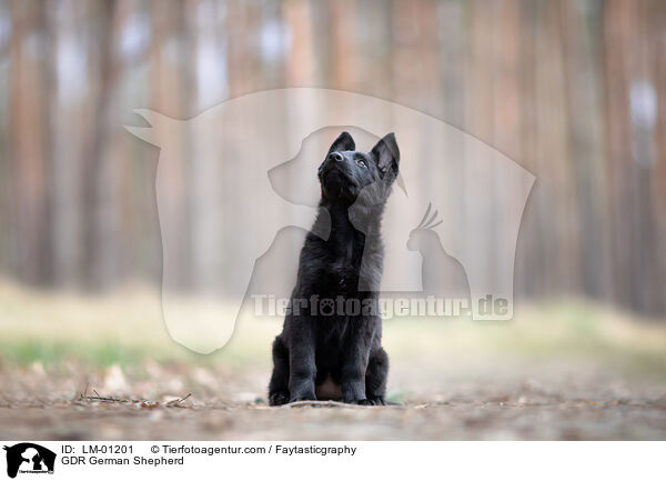 GDR German Shepherd / LM-01201