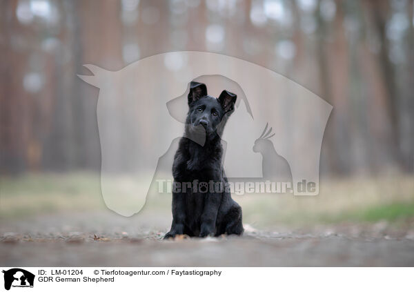GDR German Shepherd / LM-01204