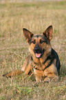 lying German Shepherd