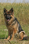 sitting german shepherd