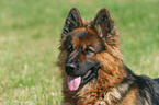 german shepherd portrait