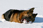 shepherd in snow