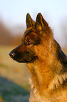 German Shepherd Portrait