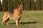 standing German Shepherd