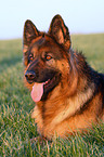 German Shepherd