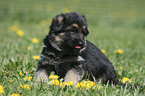 Shepherd Puppy