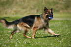 German Shepherd