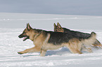 German Shepherds in snow