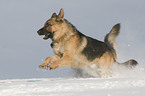 German Shepherd in snow