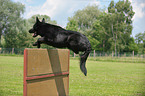 black German Shepherd