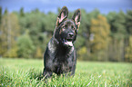 young German Shepherd