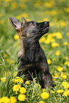 German Shepherd Puppy in the meadow