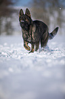 German Shepherd runs through the snow