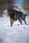 German Shepherd runs through the snow