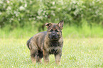 standing GDR Shepherd Puppy