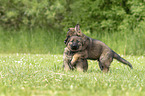 playing GDR Shepherd Puppies