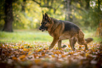 female German Shepherd in autumn