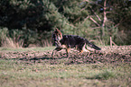 German Shepherd Puppy