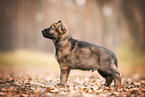 GDR German Shepherd