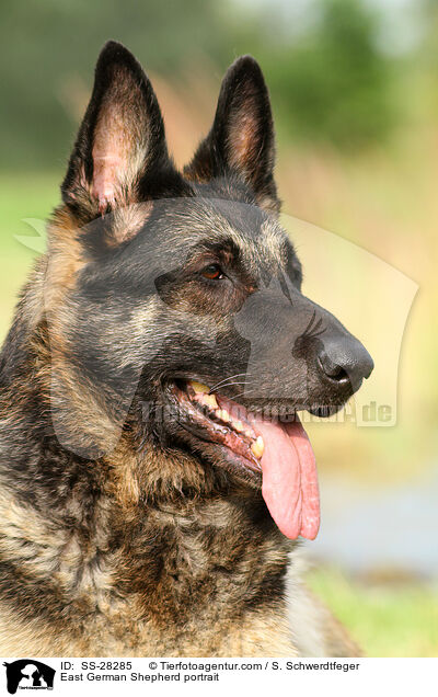 East German Shepherd portrait / SS-28285