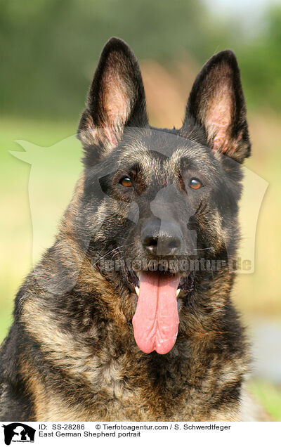 East German Shepherd portrait / SS-28286