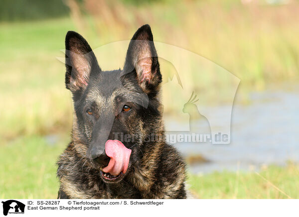 East German Shepherd portrait / SS-28287