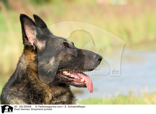 East German Shepherd portrait / SS-28288