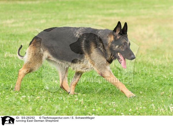 running East German Shepherd / SS-28292