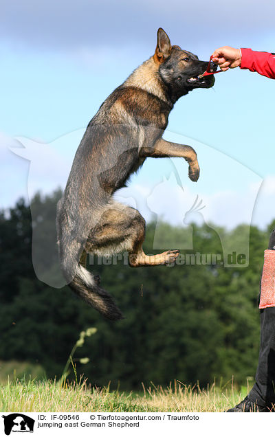 jumping east German Shepherd / IF-09546