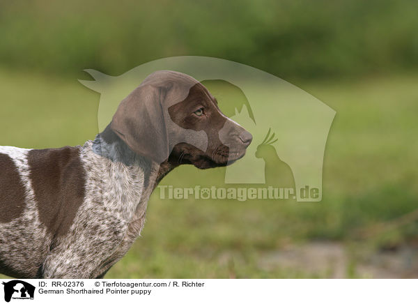German Shorthaired Pointer puppy / RR-02376