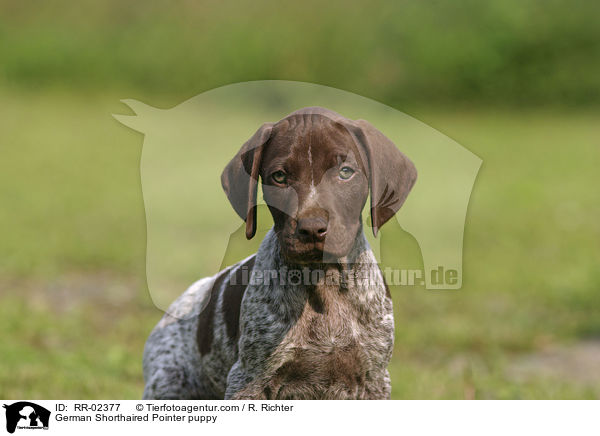German Shorthaired Pointer puppy / RR-02377
