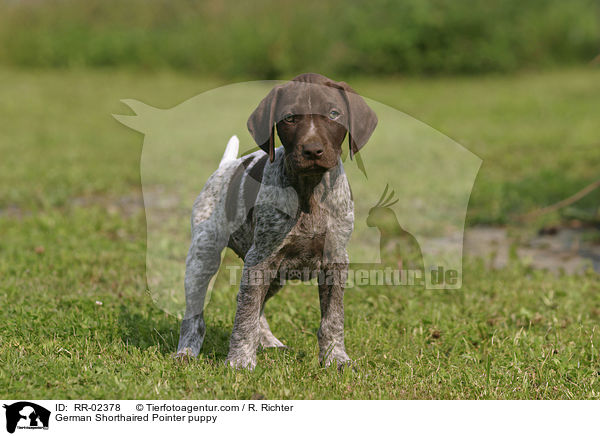Deutsch Kurzhaar Welpe / German Shorthaired Pointer puppy / RR-02378