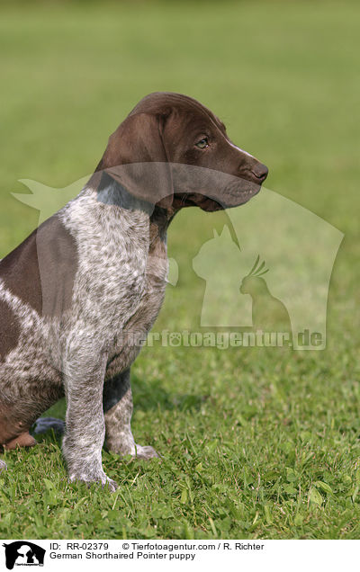German Shorthaired Pointer puppy / RR-02379