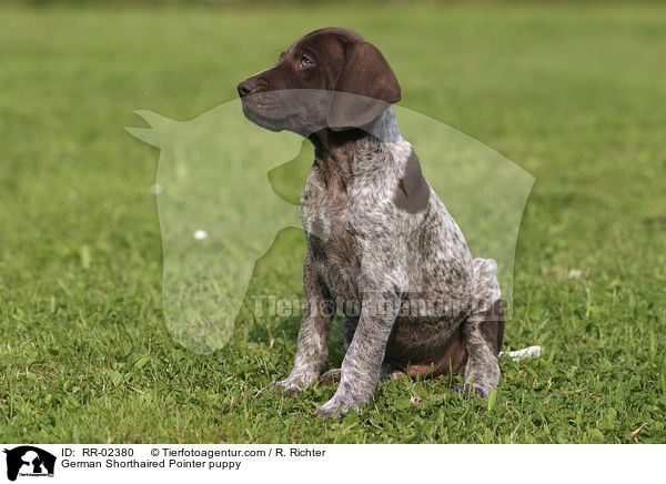 German Shorthaired Pointer puppy / RR-02380