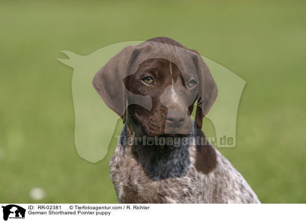 German Shorthaired Pointer puppy / RR-02381