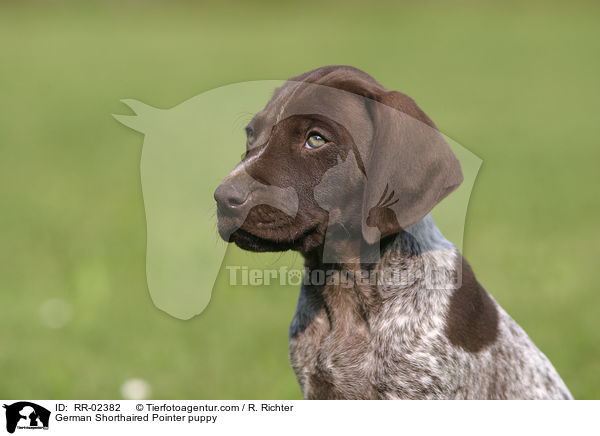 German Shorthaired Pointer puppy / RR-02382