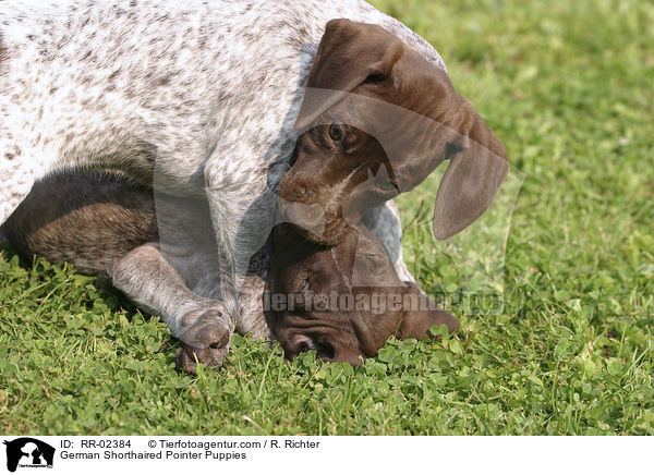 German Shorthaired Pointer Puppies / RR-02384