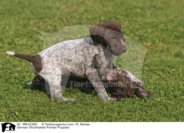 German Shorthaired Pointer Puppies / RR-02385