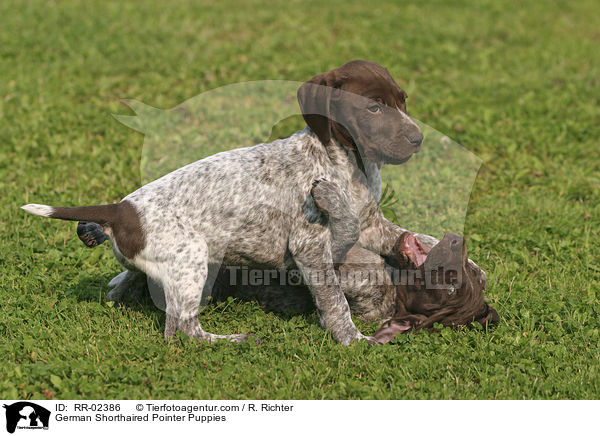 German Shorthaired Pointer Puppies / RR-02386
