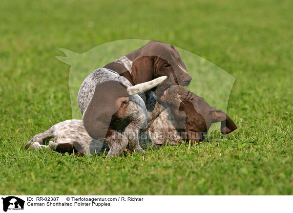 German Shorthaired Pointer Puppies / RR-02387
