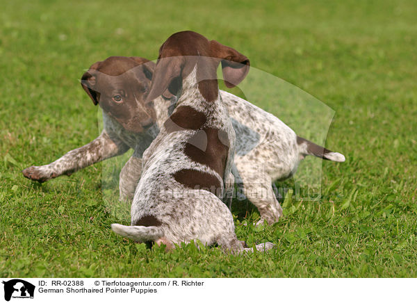 German Shorthaired Pointer Puppies / RR-02388