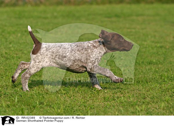 Deutsch Kurzhaar Welpe / German Shorthaired Pointer Puppy / RR-02389