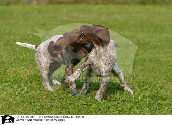 German Shorthaired Pointer Puppies / RR-02391